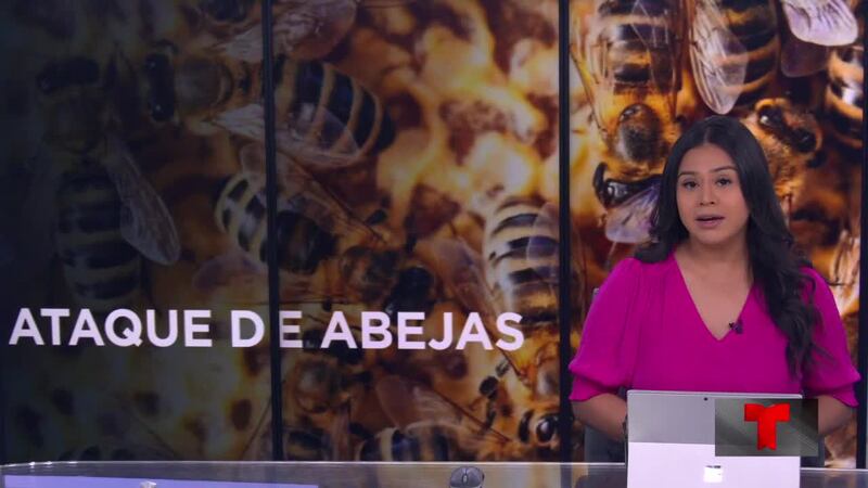 Noticias de Texas: Edición Digital