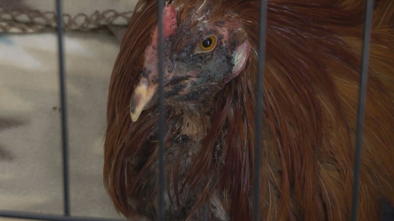 Un juez federal ordenó la eutanasia de todos los animales tras el caso.