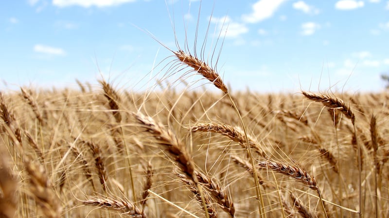 The 2026 wheat season was difficult for producers in the Texas Panhandle and across the state,...