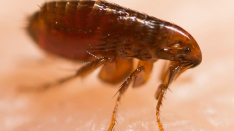 “Los insectos necesitan tres cosas. Son como nosotros: necesitan un lugar donde vivir, comida...