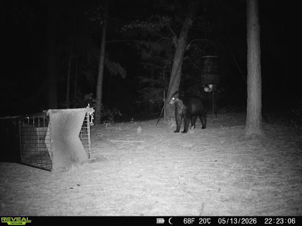 Bear tracks. new camera images confirm American black bear still in East Texas