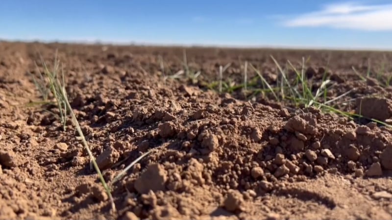 La sequía sigue siendo una preocupación para los cultivos de primavera, como el algodón y el...