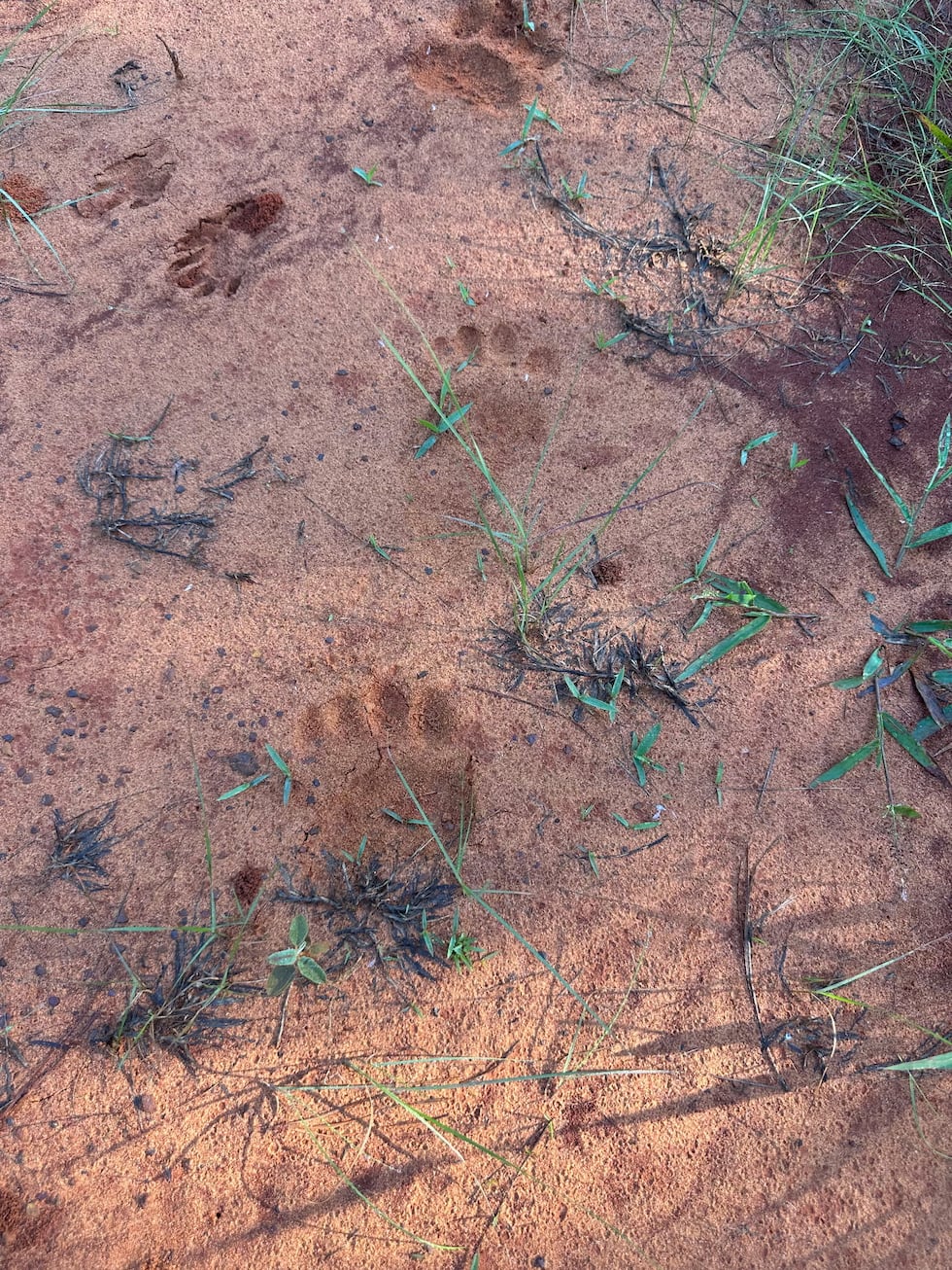 Bear tracks. new camera images confirm American black bear still in East Texas