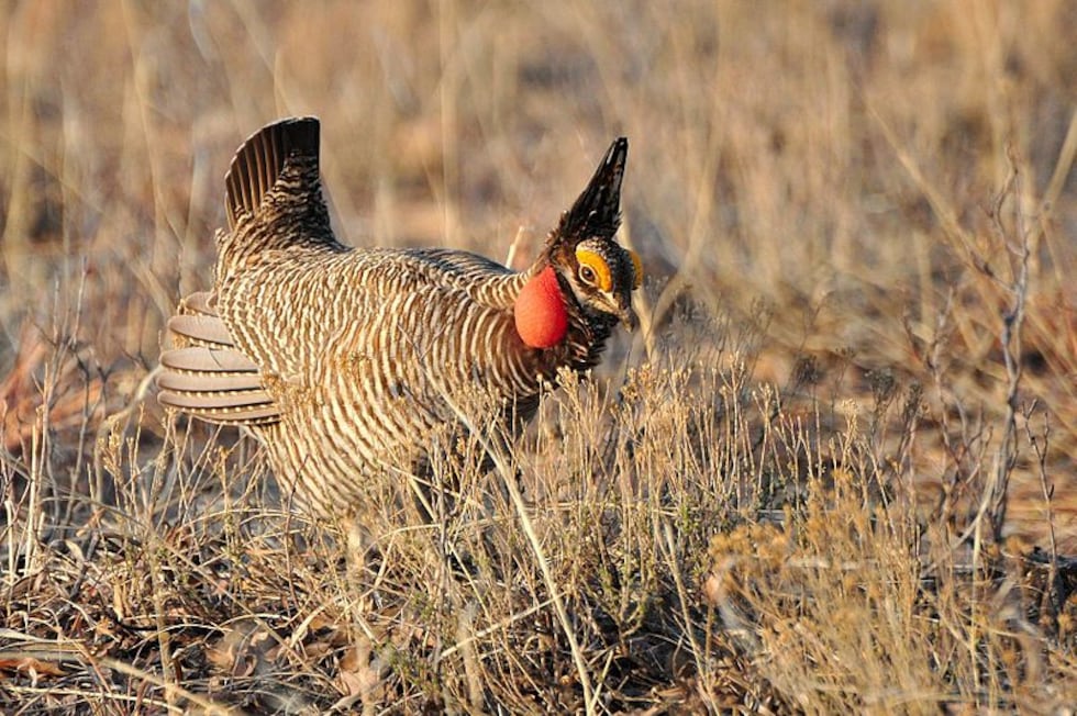 Lesser Prairie-Chicken (Source: Wikipedia)