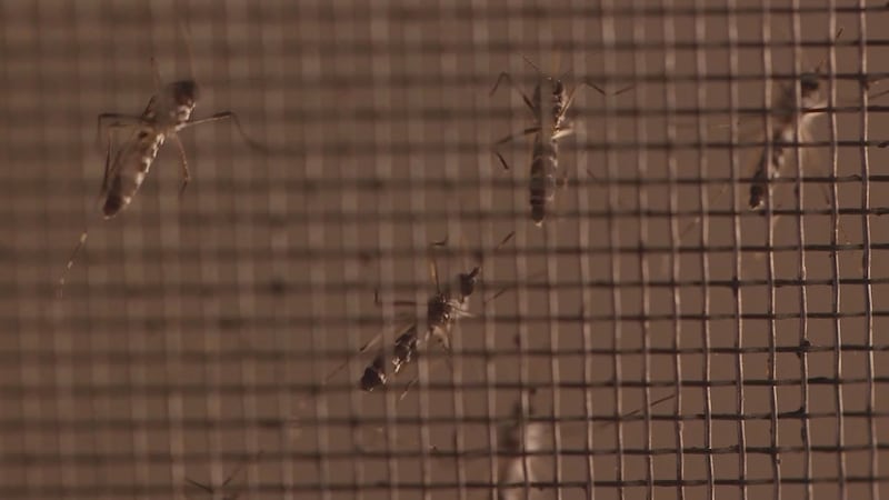 Para los insectos más resistentes, como las cucarachas, se recomienda a los propietarios que...