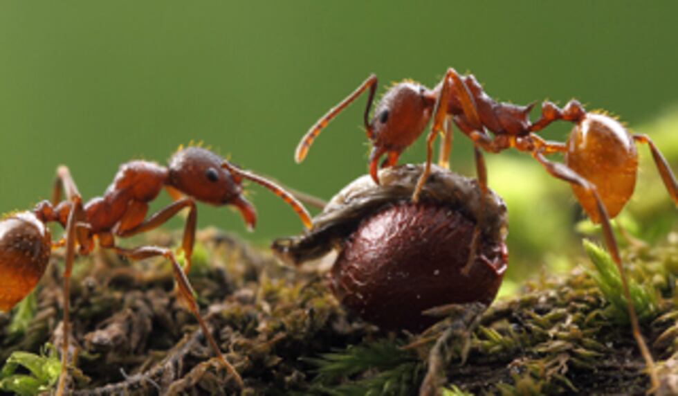 Officials are warning about the invasive Asian needle ant spreading throughout the U.S.