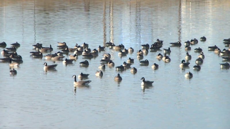 El descubrimiento se realizó el domingo 1 de febrero, después de que múltiples llamadas...