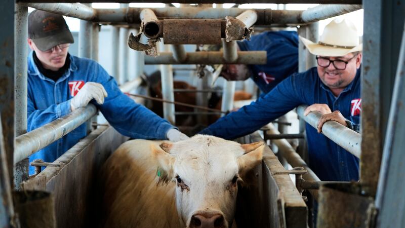 Vaqueros empujan a una vaca fuera de su lugar para que sea examinada por un veterinario en un...