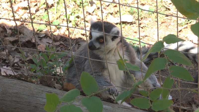 El Zoológico y Santuario de Amarillo está planeando un nuevo zoológico interactivo que daría a...