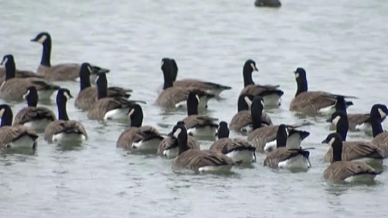 Aunque las autoridades afirman que el riesgo para los seres humanos sigue siendo bajo, los...