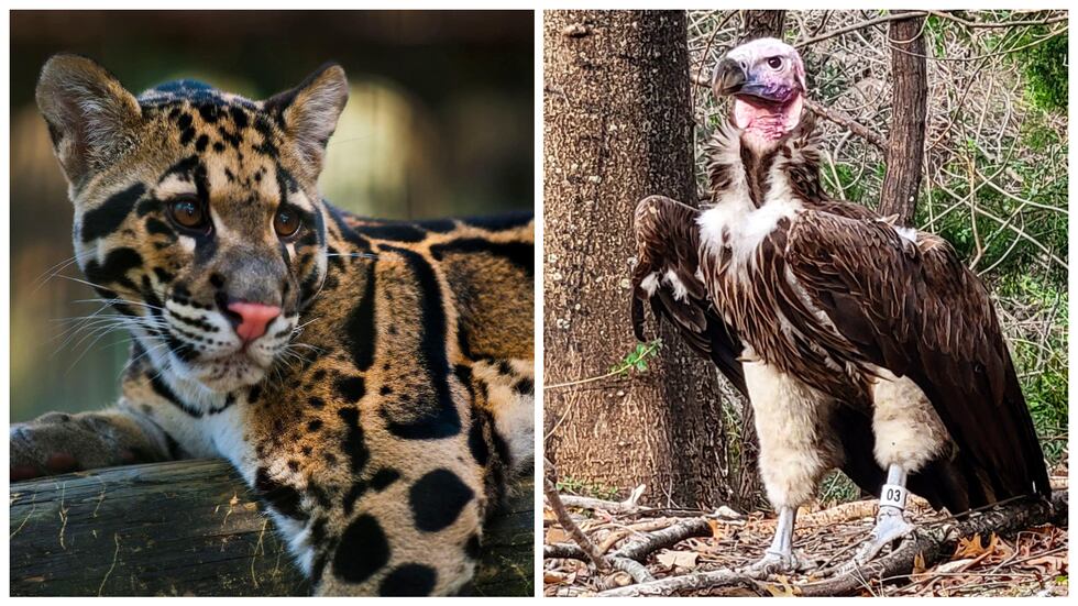 Un leopardo llamado Nova escapó después de que alguien manipuló su recinto en el Zoológico de...