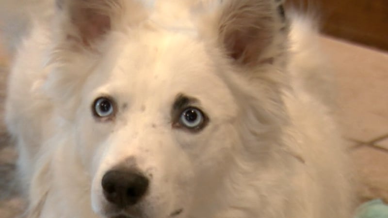 With kids back in school some pets may be feeling down due to being home alone more often...