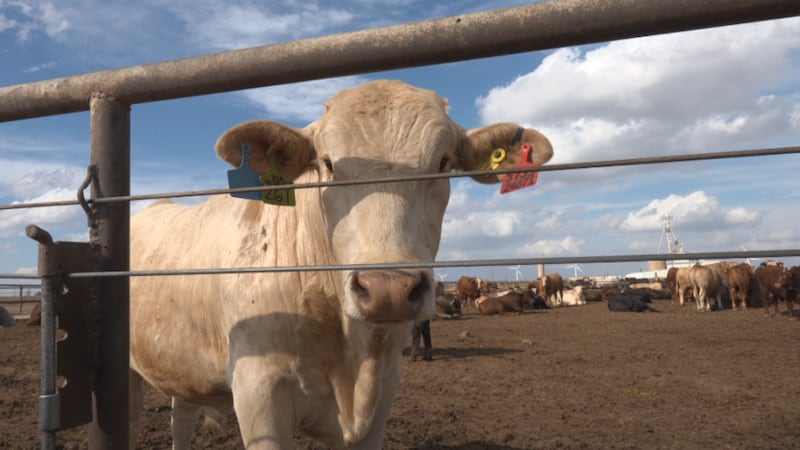 El inventario ganadero de Estados Unidos ya se encuentra en su nivel más bajo en 75 años. Al...