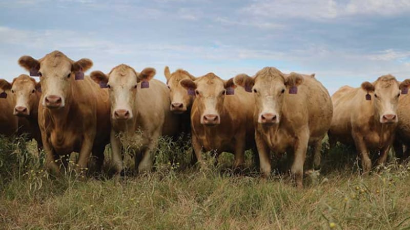 “Nos encontramos en un punto en el que tenemos que encontrar ese ganado en alguna parte, y el...