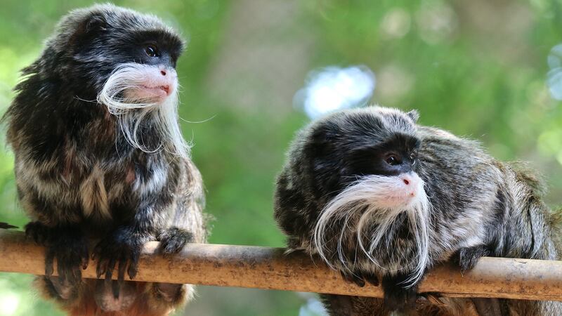 Monos tití emperador, Bella y Finn