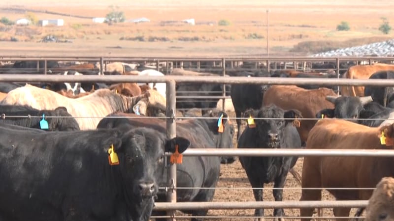Ben Wienheimer, presidente y director ejecutivo de la Asociación de Ganaderos de Texas afirma...