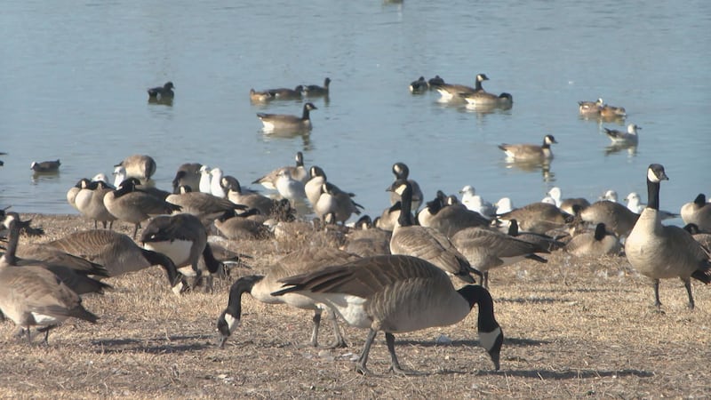 Las autoridades municipales afirman que se realizaron pruebas a un total de 18 aves, de las...