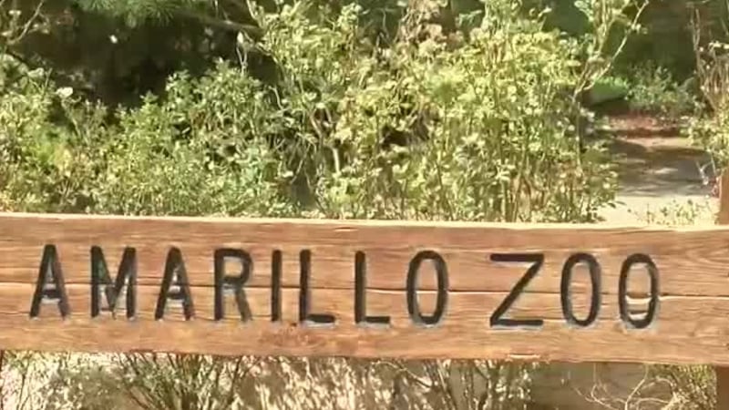 El Zoológico de Amarillo ha dado la bienvenida a dos nuevos osos negros al parque