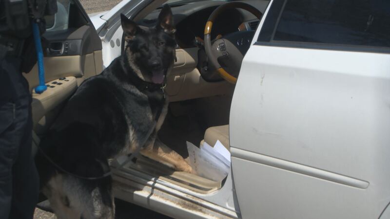 After two months on the force K9 Koki is getting more experience under his collar of keeping...