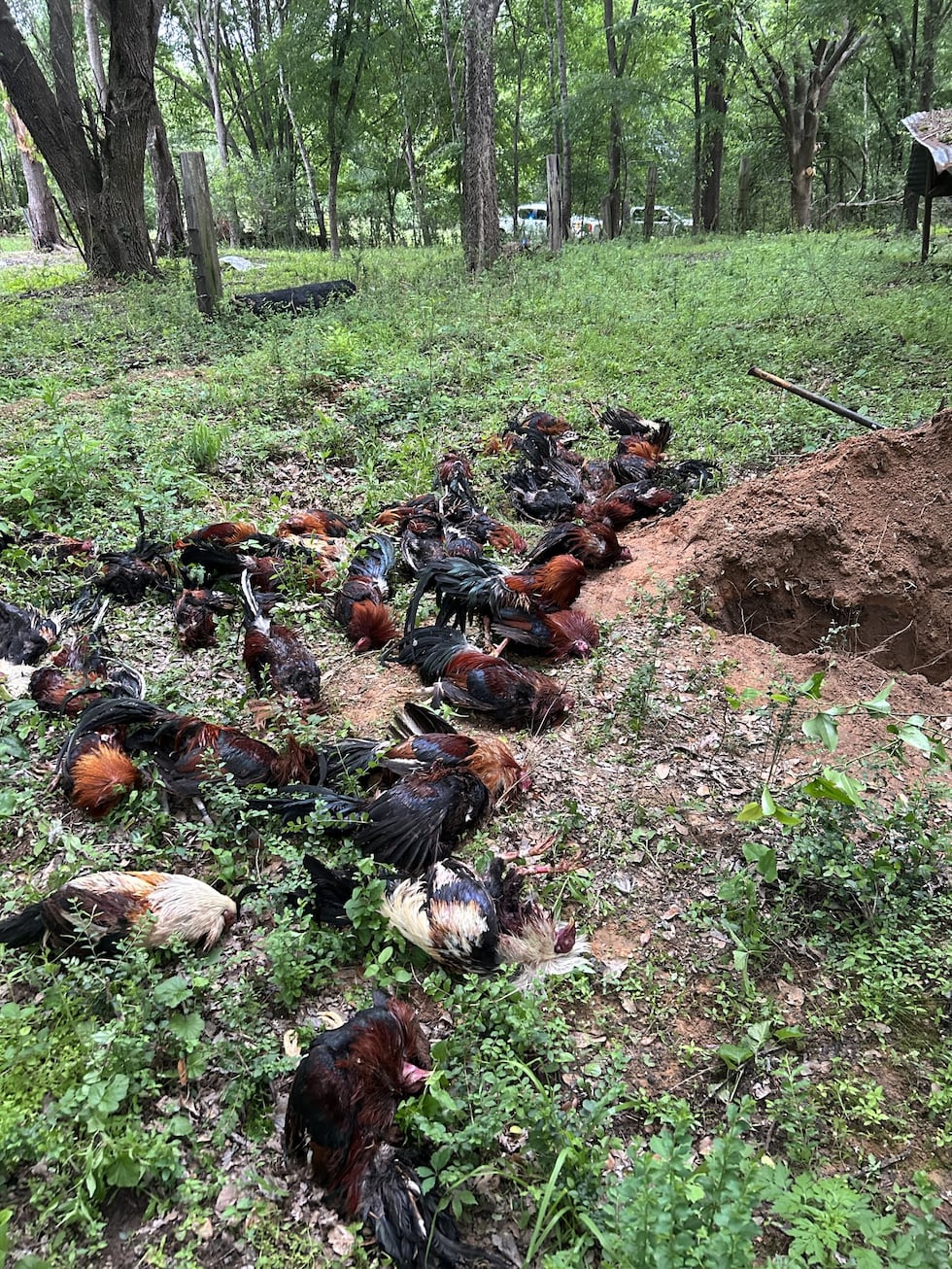 56 dead roosters found, 4 arrested after search of Rusk County property