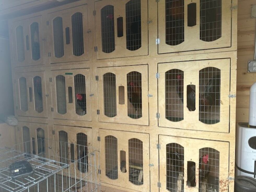 Gallos enjaulados durante el operativo en el condado de Blount, Alabama.
