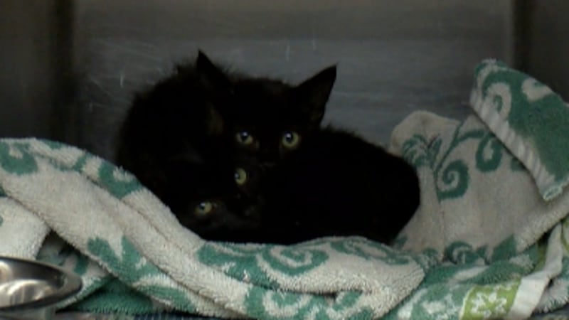 Programa de cupones para castrar y esterilizar mascotas llega al Barrio