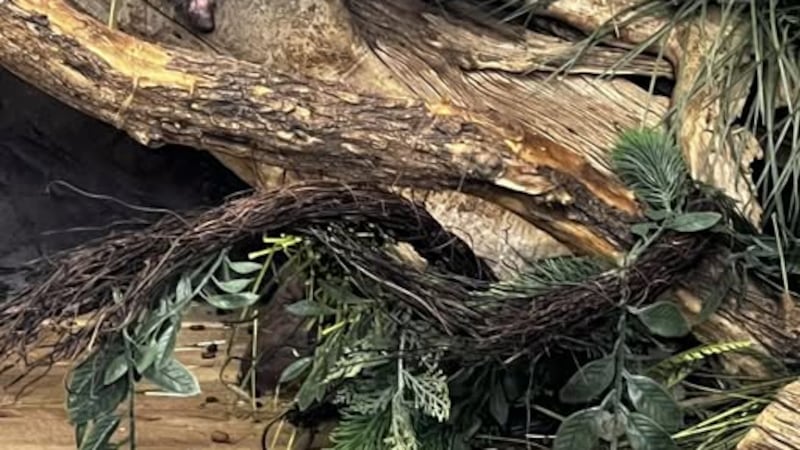 Centro de Vida Silvestre se despide de la puercoespín, Cinder, sobreviviente de quemaduras