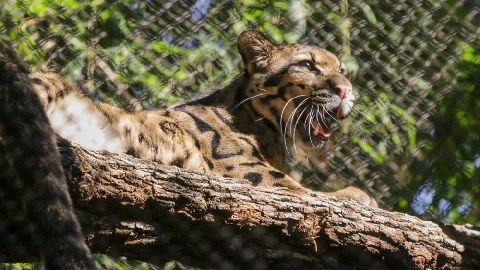 Nova, la pantera nebulosa que escapó de su hábitat en el Zoológico de Dallas el viernes 13 de...