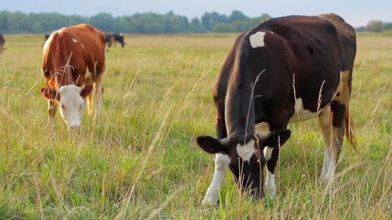“La fotosensibilización es una afección cutánea que pueden padecer los caballos o las vacas,...