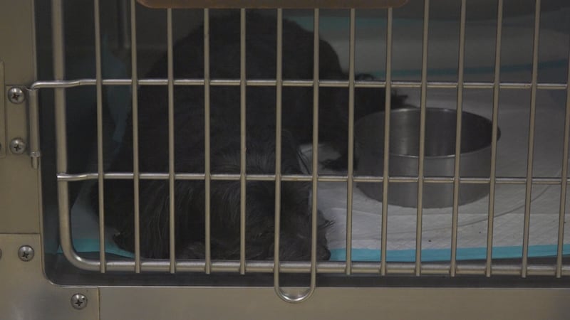 Decenas de estados restringen las importaciones de mascotas procedentes de Texas debido a la...