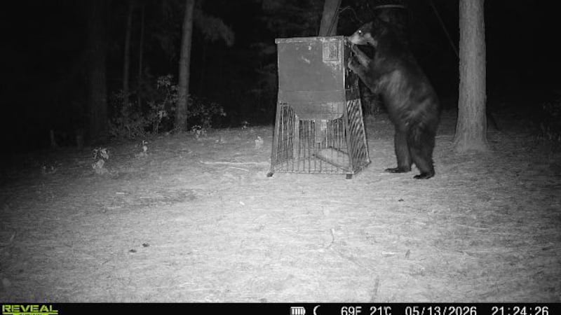 Bear tracks. new camera images confirm American black bear still in East Texas