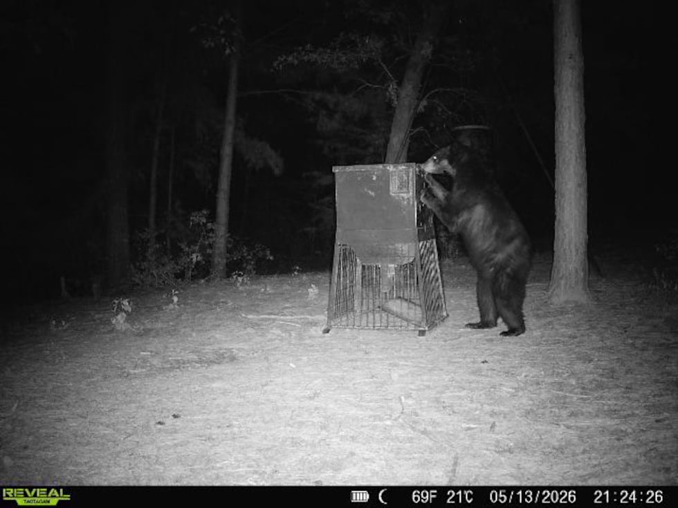 Bear tracks. new camera images confirm American black bear still in East Texas