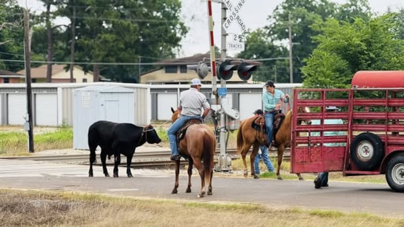 Una localidad de Texas se convierte en una ruta de traslado de ganado después de que un camión...