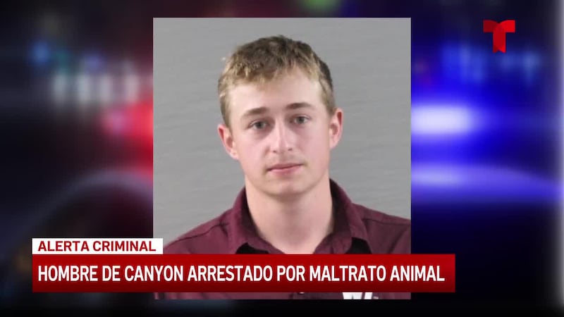 Detienen a un hombre por disparar dardos a gatos en Canyon