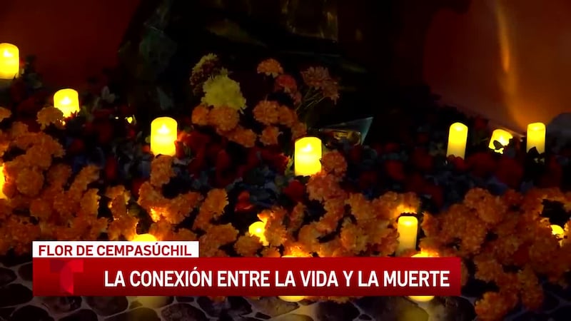 Flor de cempasúchil la conexión entre la vida y la muerte