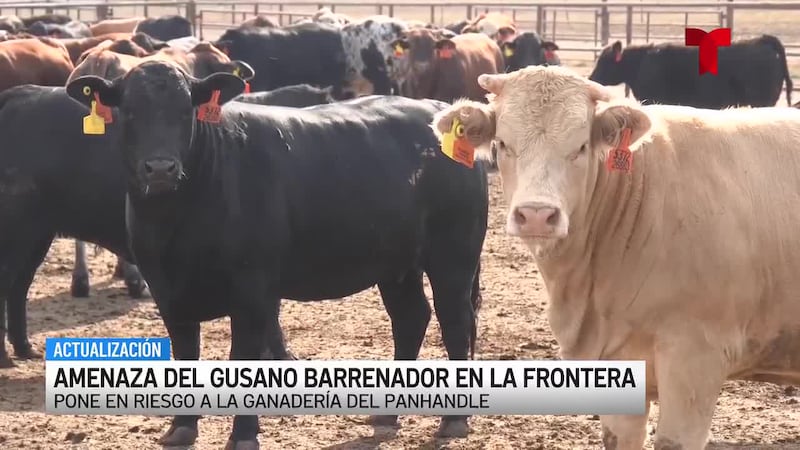 La amenaza del gusano barrenador en la frontera pone en riesgo la ganadería del Panhandle