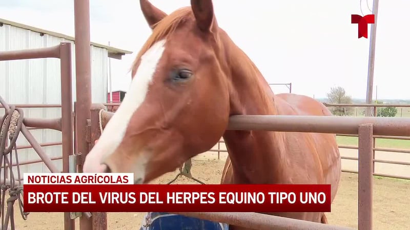 Veterinarios de Amarillo explican el impacto del virus EHV-1